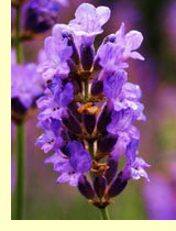 Лаванда (Lavandula) Лаванда (Lavandula)